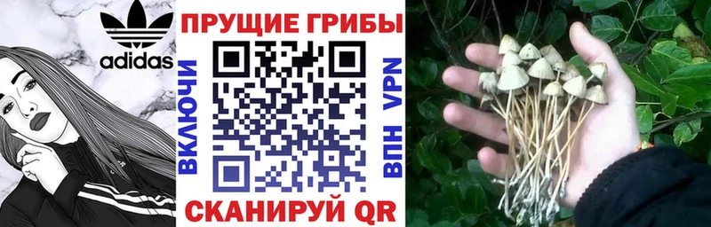 Псилоцибиновые грибы MAGIC MUSHROOMS KRAKEN ССЫЛКА Шенкурск купить наркоту